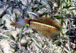 While snorkeling at Grand Cayman I came upon several squi... by Bonnie Conley 